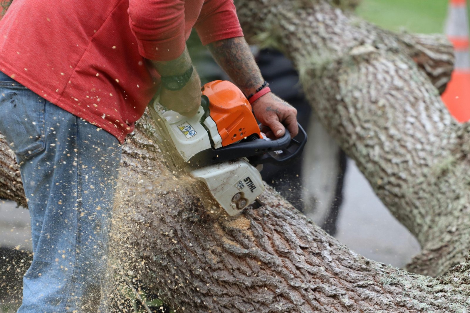 The Hidden Costs of Delaying Tree Removal