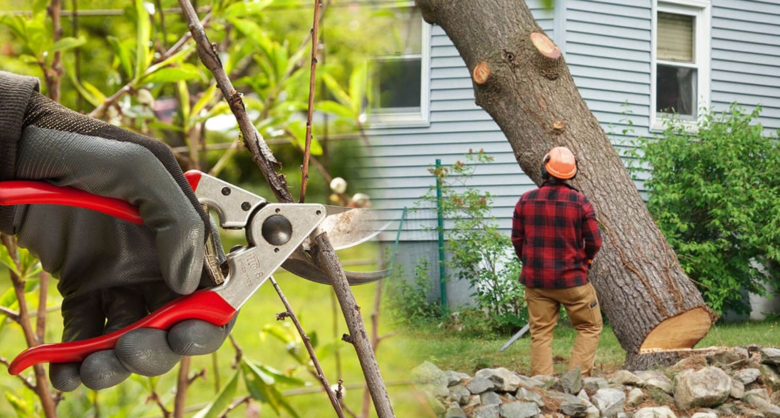 What Happens to a Tree After It’s Removed? Recycling & Disposal Options