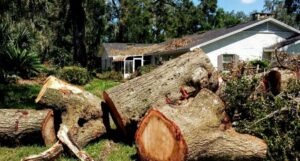 Bronx Tree Specialists | Pear, Honeylocust & Sycamore Care