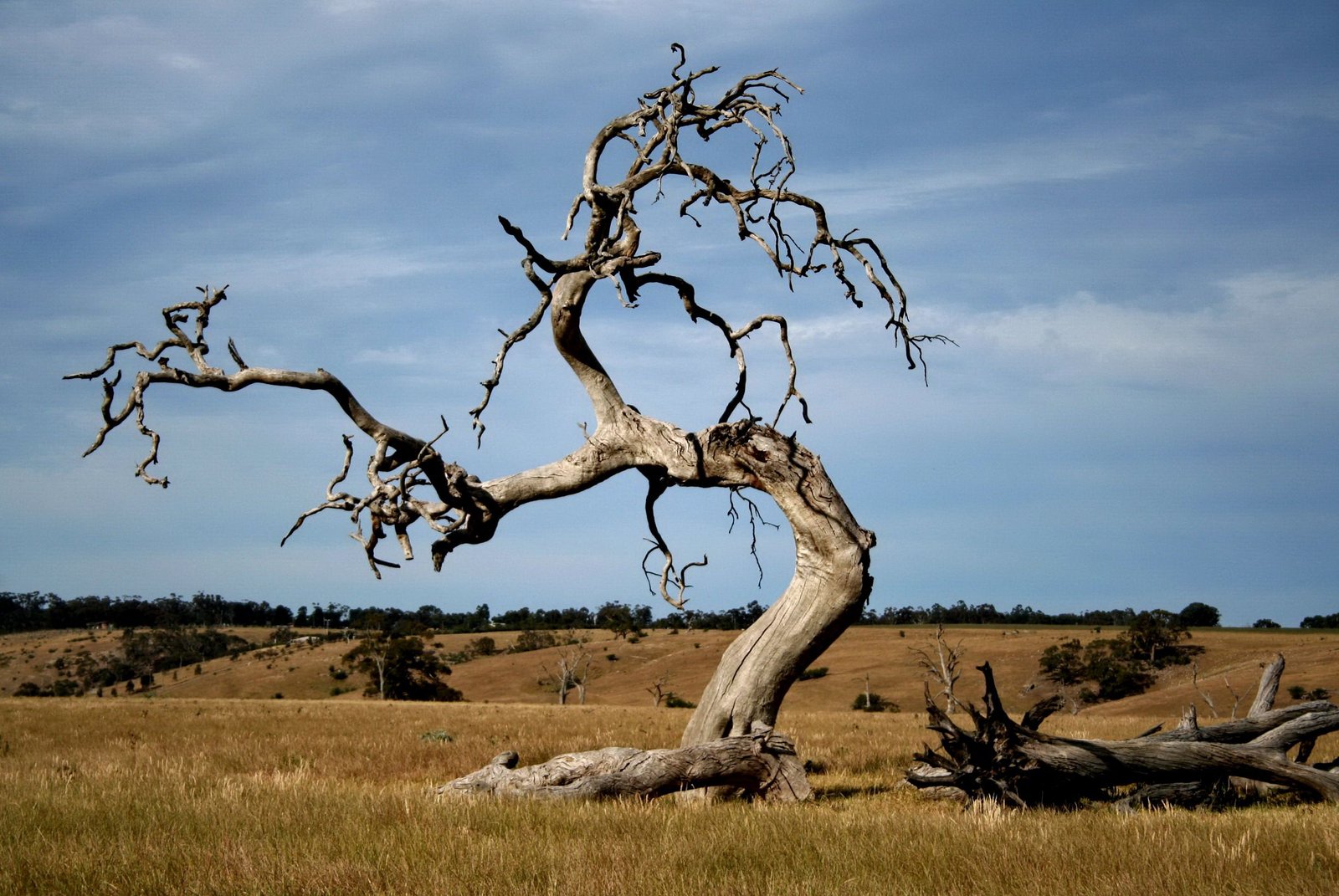 Dead Trees removed