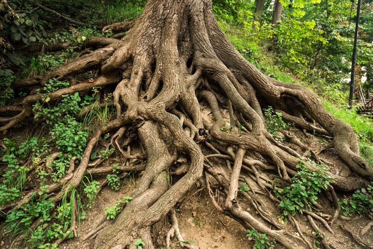 How Tree Root Problems Can Affect Your Property