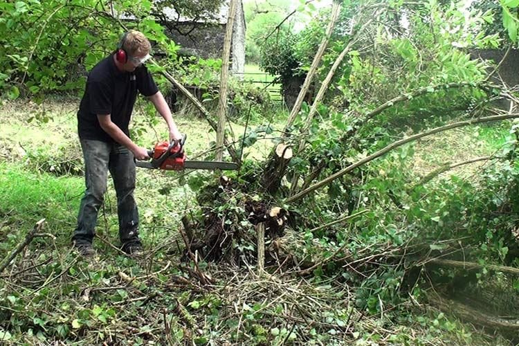 Why Professional Tree Trimming Is Essential for Healthy Urban Trees