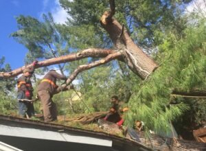 Storm Damage Tree Removal