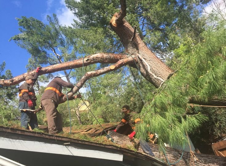 What Does Emergency Tree Removal Include in the Bronx? Step-by-Step Guide for Homeowners