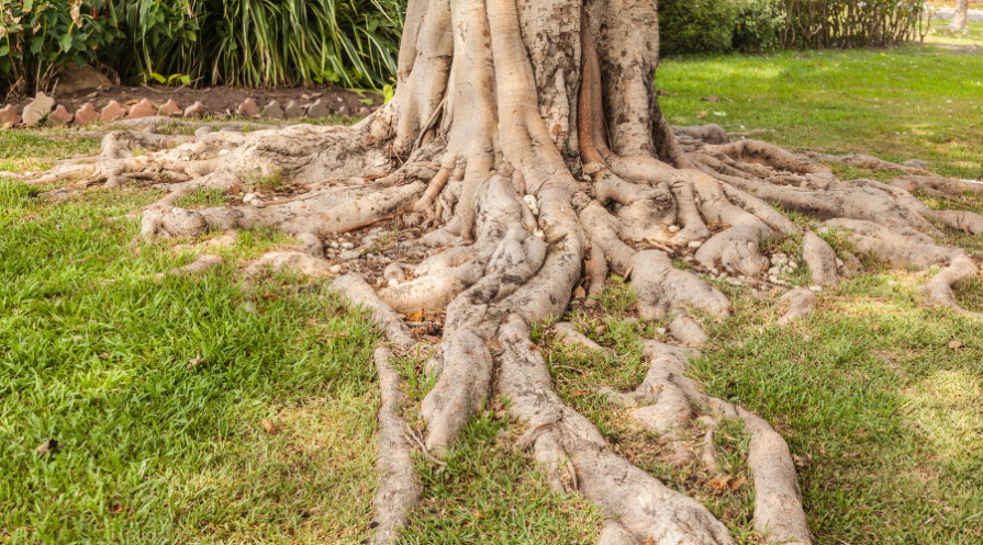 Tree Root Problems