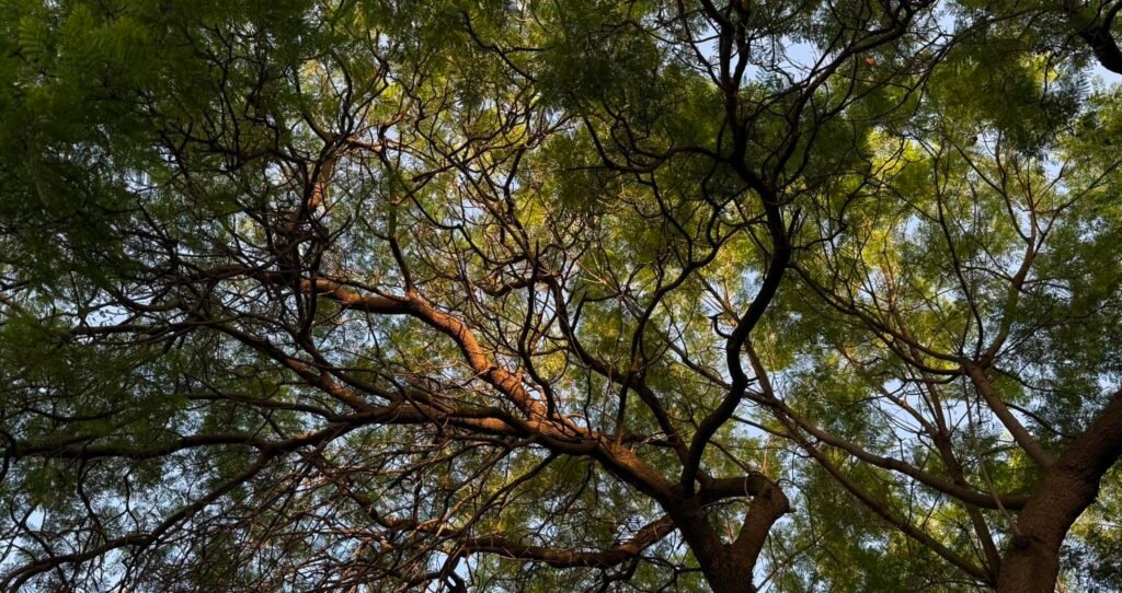 Tree Crowns Influence