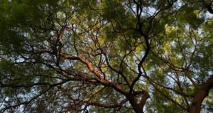 Tree Crowns Influence