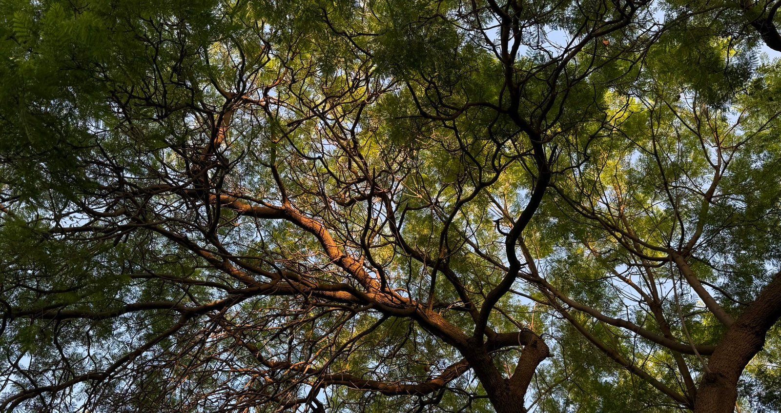 Tree Crowns Influence