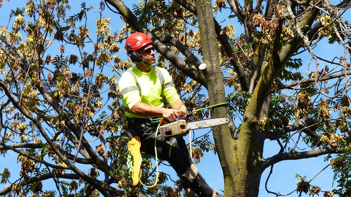 Professional Tree Trimming