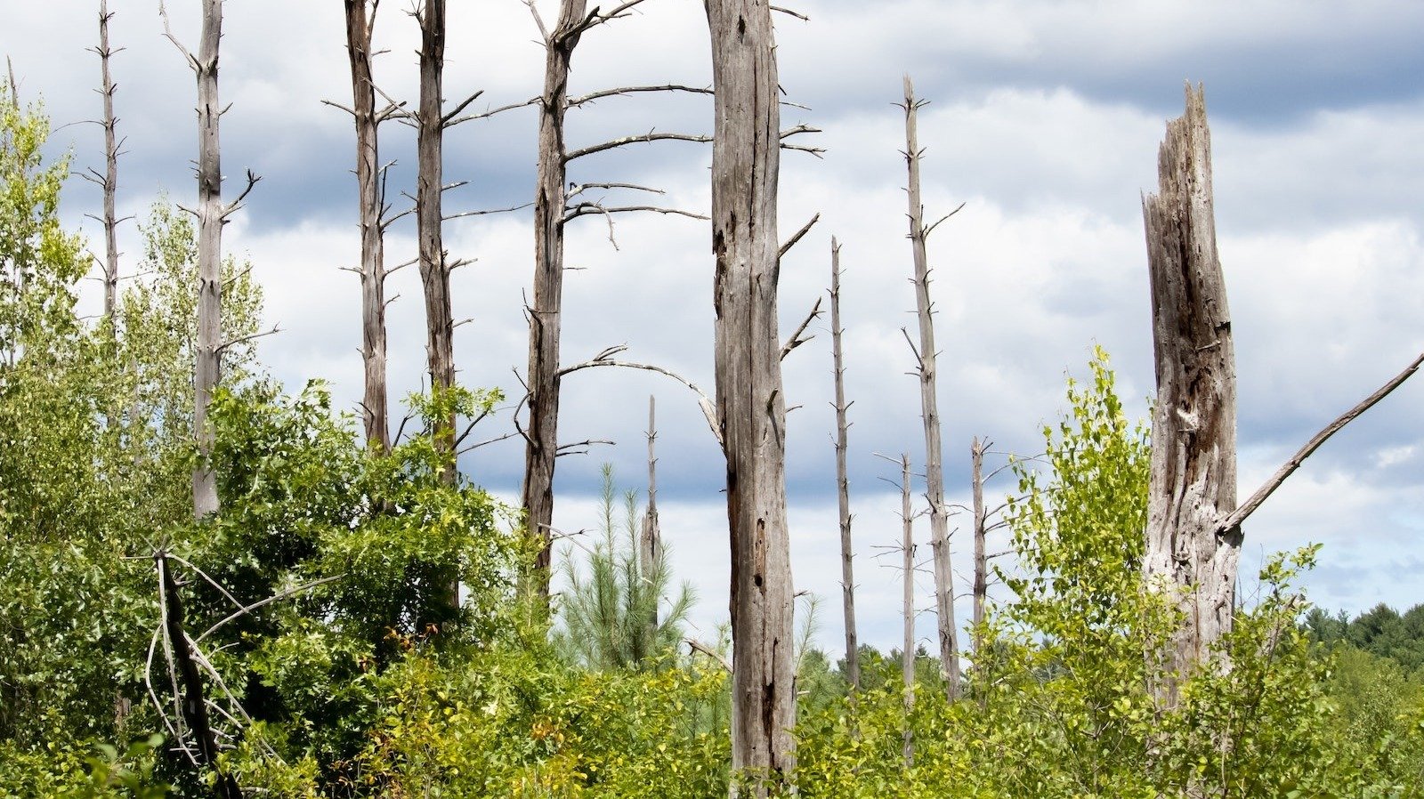 Dead Trees removed
