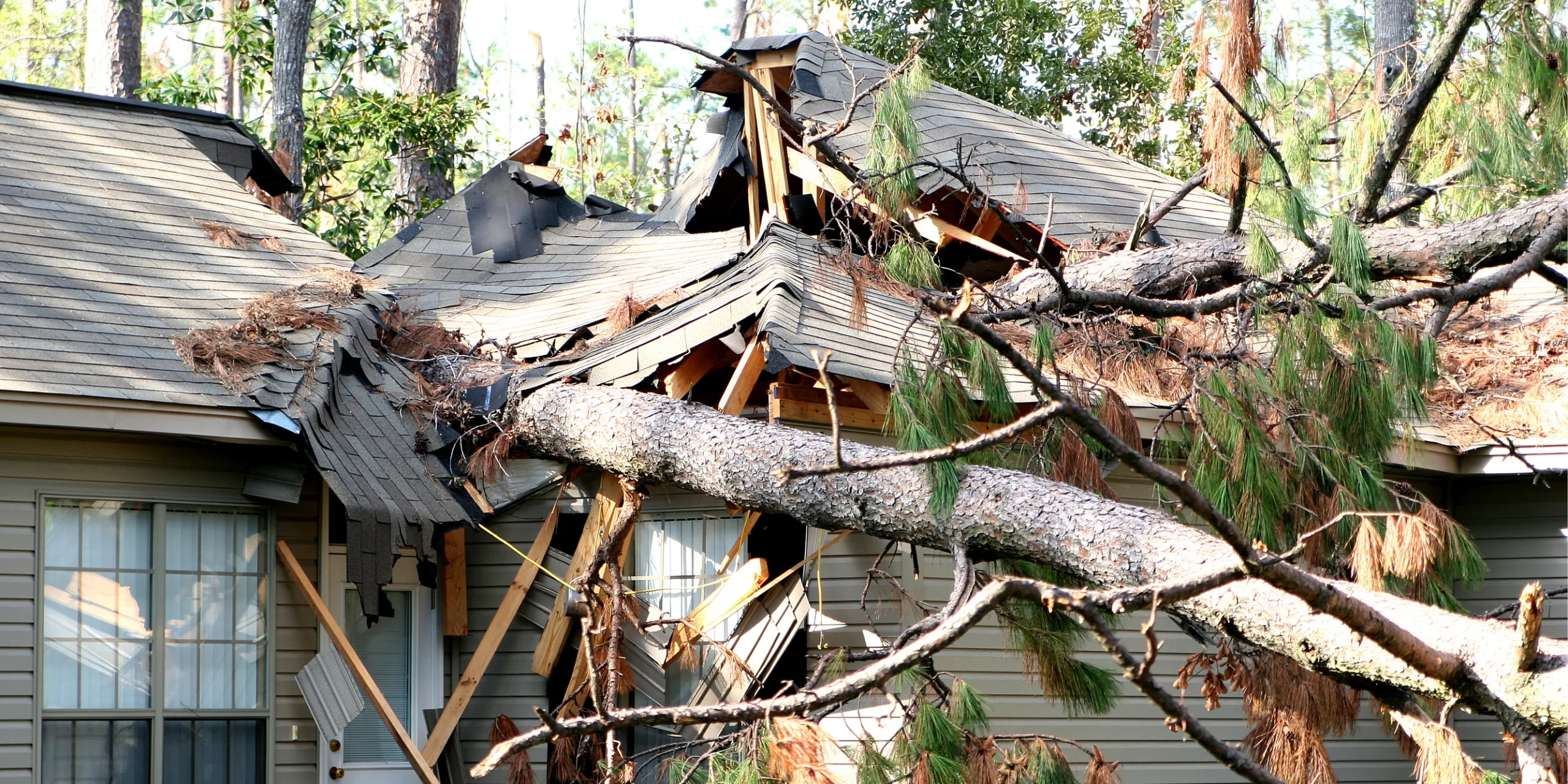 Property Damage Caused by Tree Roots